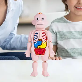 Model lidského Těla pro Děti, 3D Puzzle, Realistické Lidské Tělo Trup Modelu, Částí Těla, Orgánů pro Učení, Demonstrace Obrázek